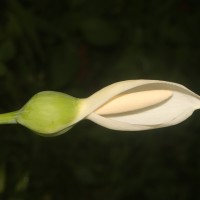 Caladium bicolor (Aiton) Vent.